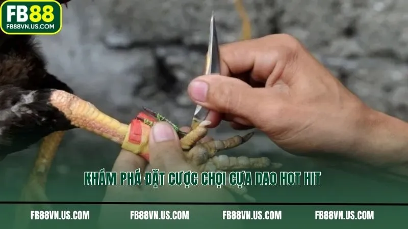 Khám phá đặt cược chọi cựa dao hot hit