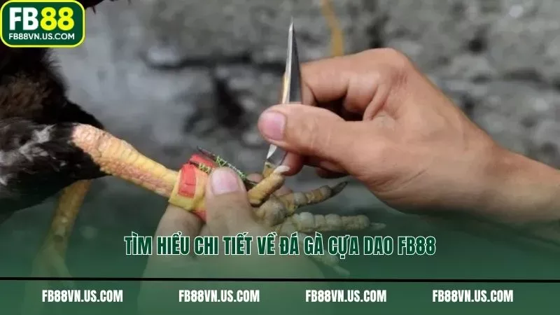 Tìm hiểu chi tiết về đá gà cựa dao FB88