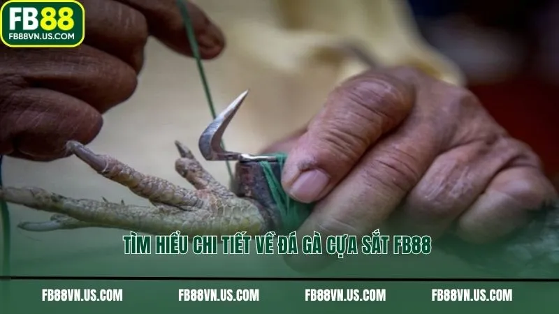 Tìm hiểu chi tiết về đá gà cựa sắt FB88