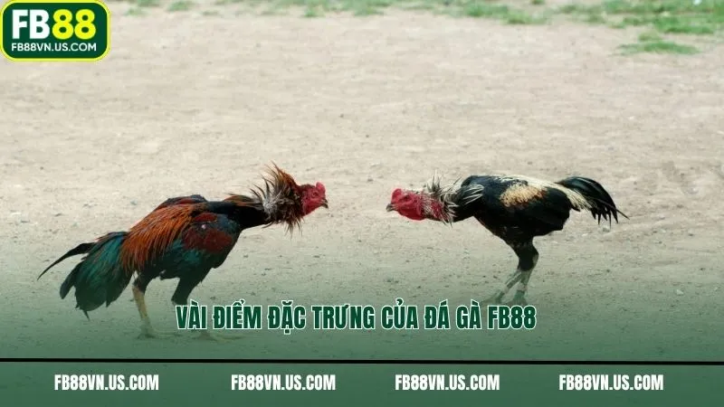 Vài điểm đặc trưng của đá gà FB88